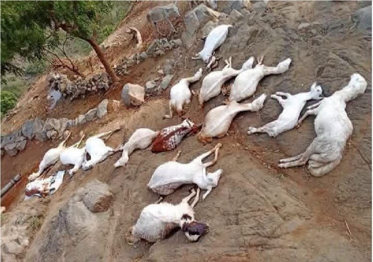 نفوق 15 رأس من الماشية بصاعقة رعدية في مديرية بني قيس بحجة